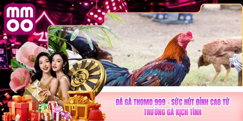 Đá Gà Thomo 999 MMOO - Sức Hút Đỉnh Cao Từ Trường Gà