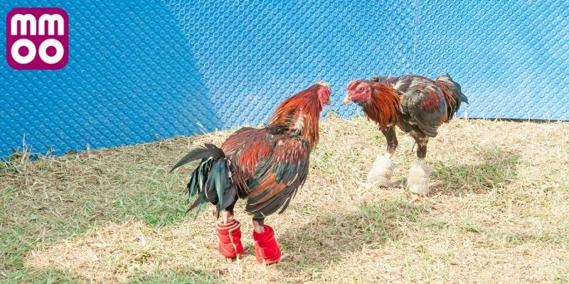 Mô hình tổ chức trận đấu đá gà SV368 thông dụng